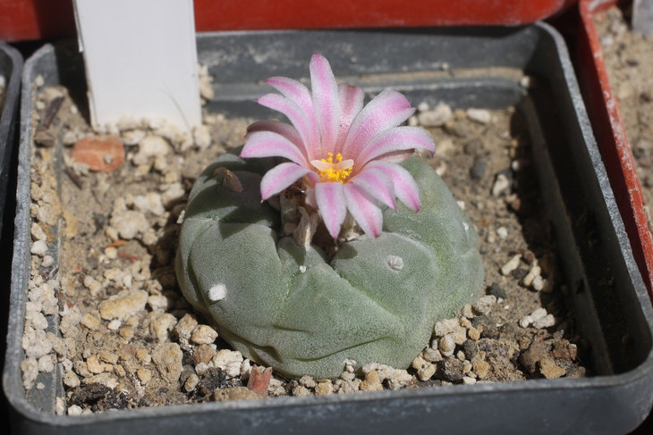 Lophophora fricii (была куплена как &quot;deсipiens&quot;, что, в общем-то, fricii и есть)