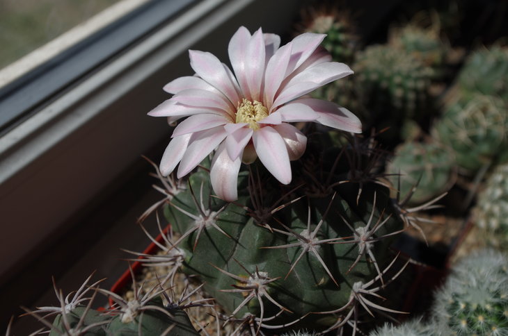 подскажите, пожалуйста, какой это Gymnocalycium?, горшок 12х12
