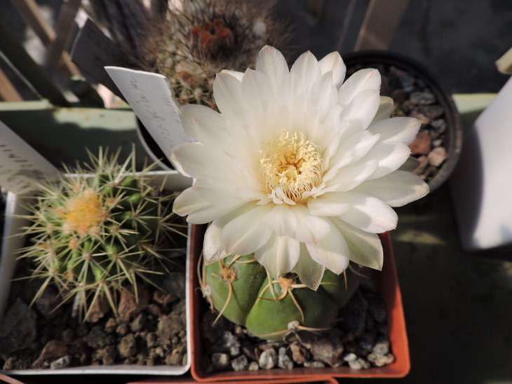 Gymnocalycium denudatum.JPG