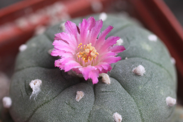 Lophophora jourdaniana с перистыми лепестками