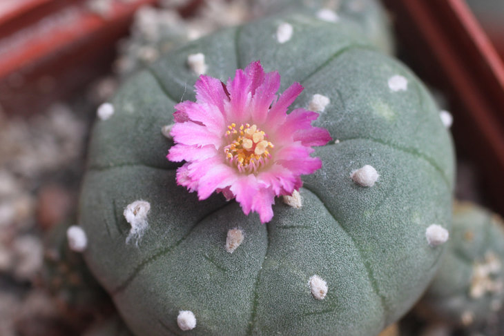 Lophophora jourdaniana с перистыми лепестками