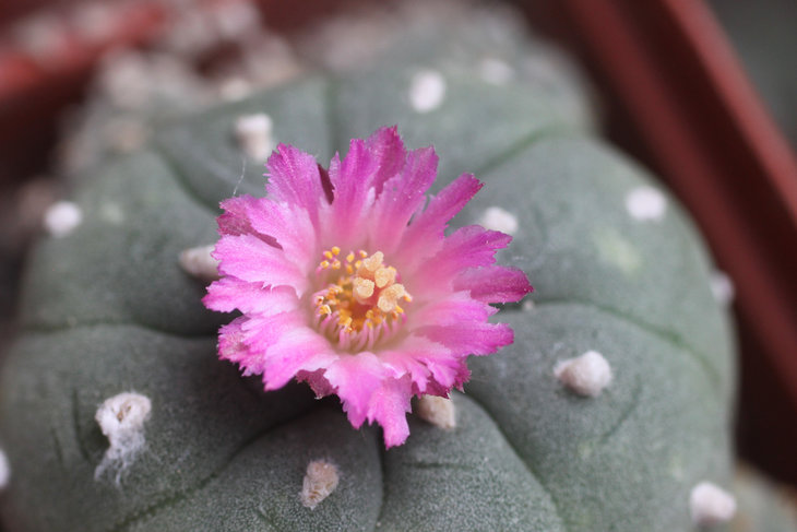 Lophophora jourdaniana с перистыми лепестками