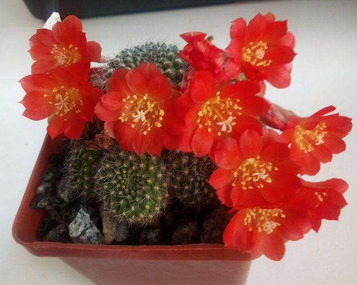Rebutia senilis