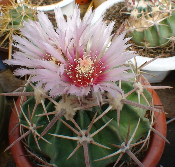 Echinocactus texensis