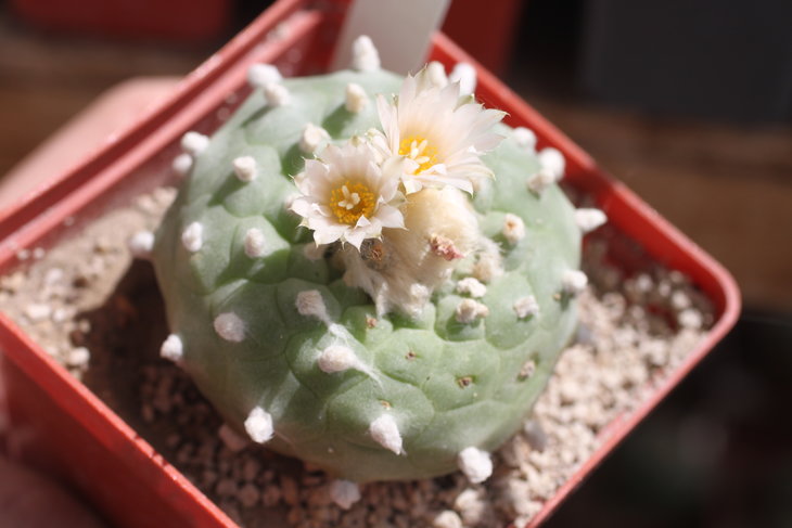 Lophophora diffusa v. kubesae JJH0010892 Puente Mezquitillo