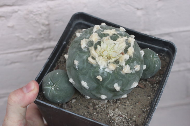 Lophophora diffusa