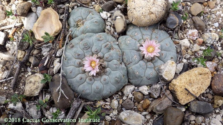 Lophophora-williamsii_JimHoggCo_14March2018_IMGP9012.jpg