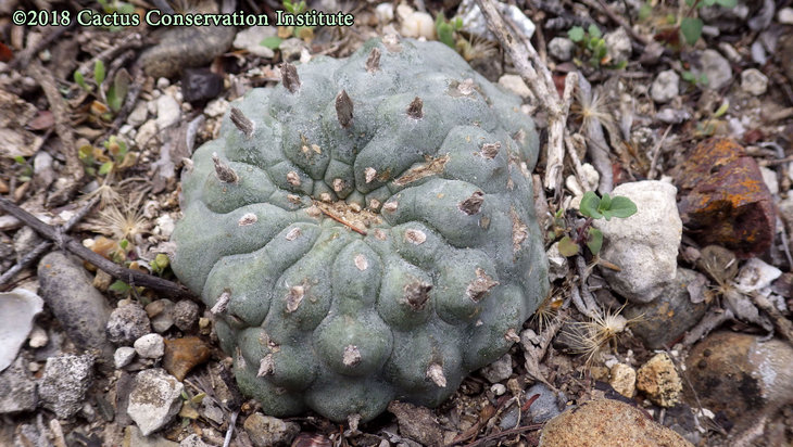 Lophophora-williamsii_JimHoggCo_14March2018_IMGP9004.jpg