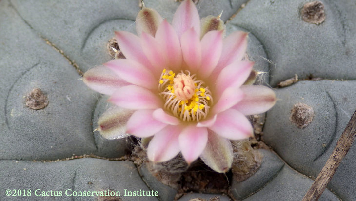 Lophophora-williamsii_JimHoggCo_14March2018_IMGP9010.jpg