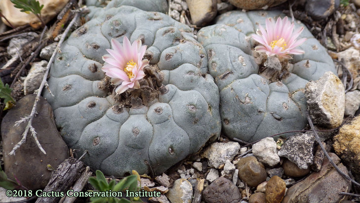 Lophophora-williamsii_JimHoggCo_14March2018_IMGP9013.jpg