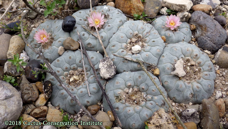 Lophophora-williamsii_JimHoggCo_14March2018_IMGP9015.jpg