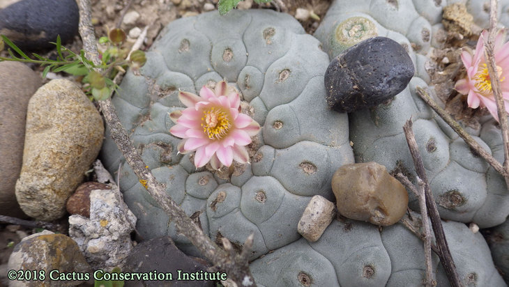 Lophophora-williamsii_JimHoggCo_14March2018_IMGP9019.jpg