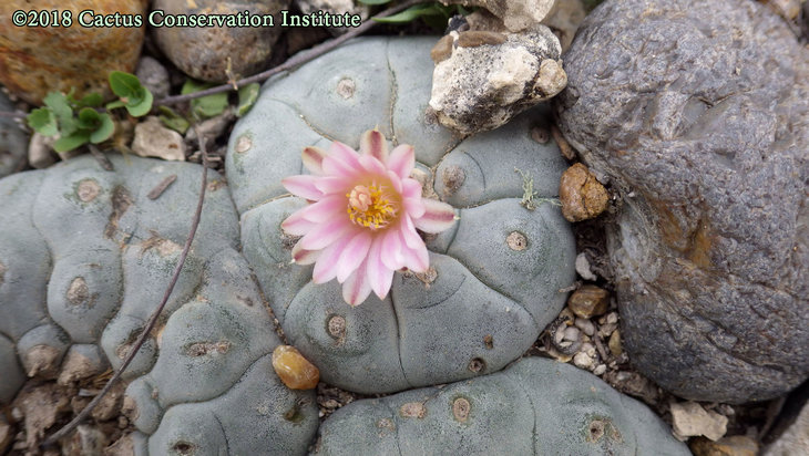 Lophophora-williamsii_JimHoggCo_14March2018_IMGP9021.jpg