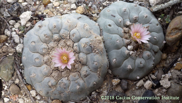 Lophophora-williamsii_JimHoggCo_14March2018_IMGP9037.jpg