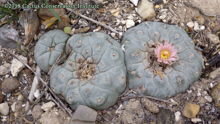 Lophophora-williamsii_JimHoggCo_14March2018_IMGP9087.jpg