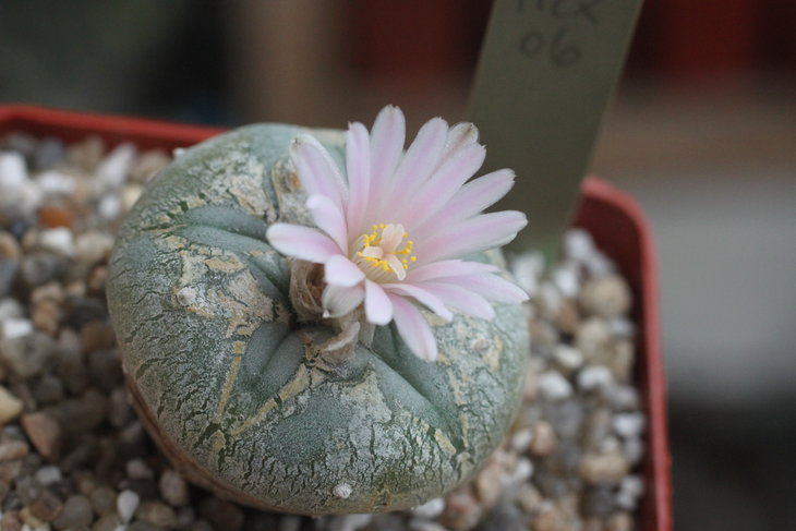 Lophophora williamsii Mina, Nuevo Leon