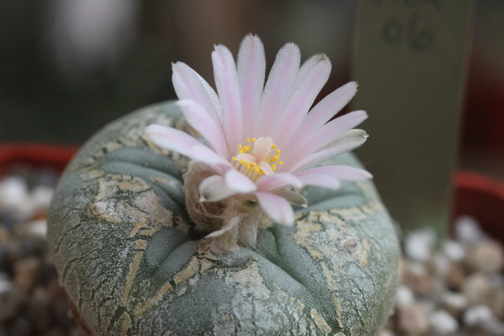Lophophora williamsii Mina, Nuevo Leon