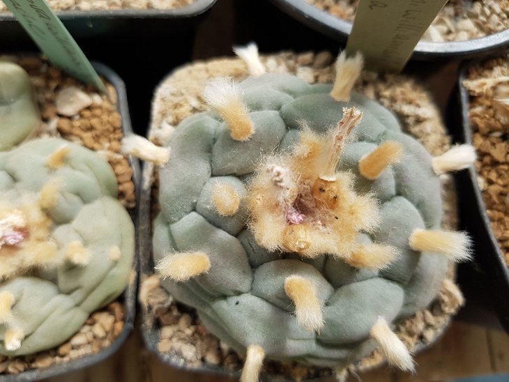 Lophophora williamsii Mina, Nuevo Leon