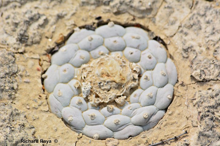 Lophophora williamsii Mina, Nuevo Leon - фото Ричарда Райи
