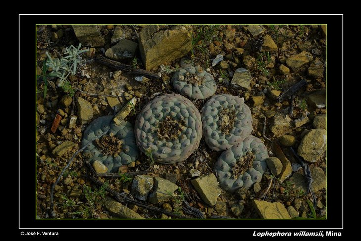 Lophophora williamsii Mina, Nuevo Leon - фото Хосе Вентуры