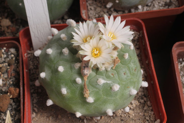 Lophophora diffusa ssp. kubesae JJH0010892