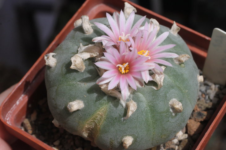 Lophophora fricii, форма с прямыми рёбрами практически без поперечных бороздок