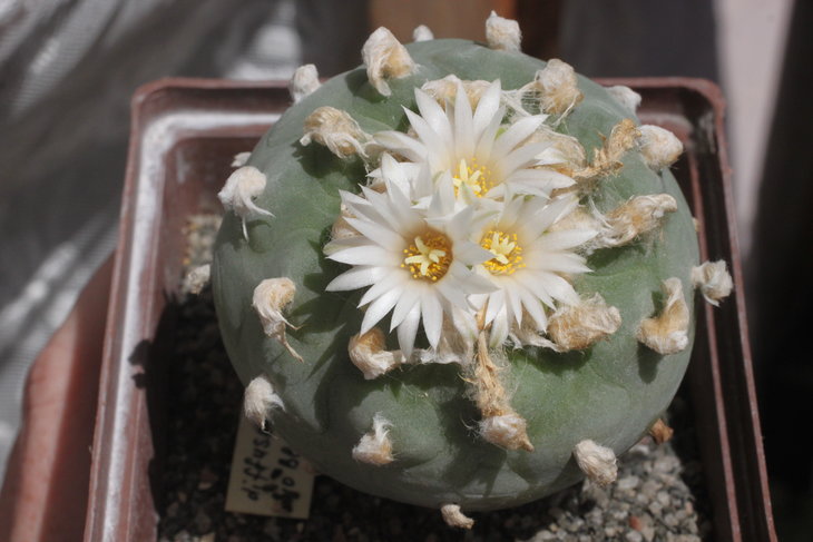 Lophophora diffusa, Rio Blanco (северная форма)