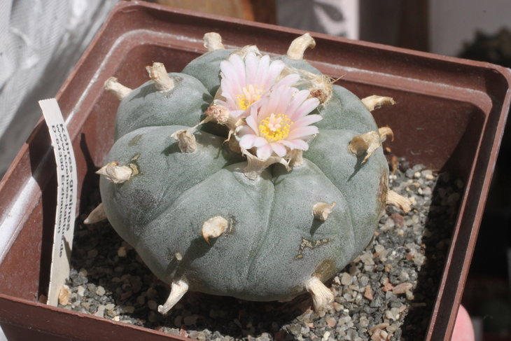 Lophophora williamsii, Parras, Coahuila (северная форма; место произрастания, очень близкое к популяциям fricii - они растут буквально за горой, но популяции не пересекаются)