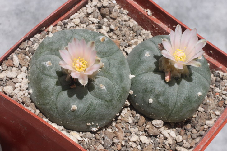 Lophophora williamsii, Texas (есть даже подозрения, что западный техас - они упорно цвели вразнобой, не завязывая плодов; наконец перепылил)