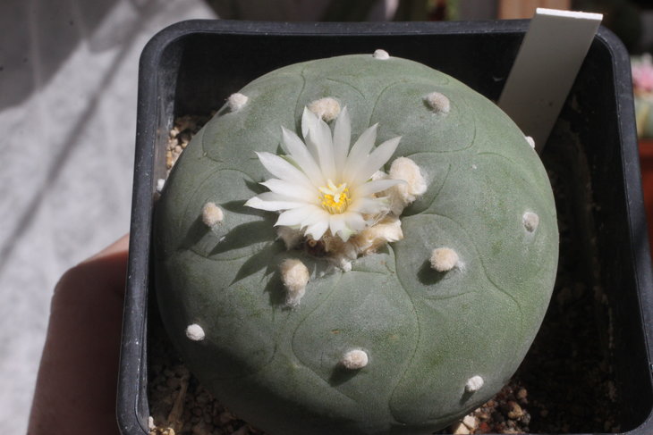 Lophophora diffusa, одна из крупных (горшок 9х9 см)