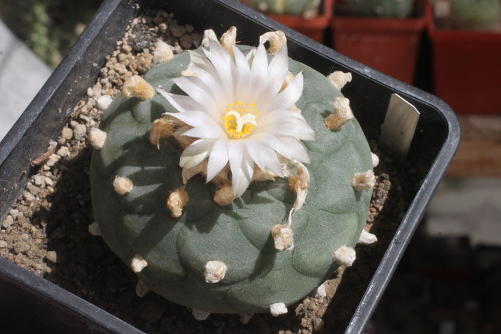 Lophophora koehresii, цветёт исключительно белыми цветками