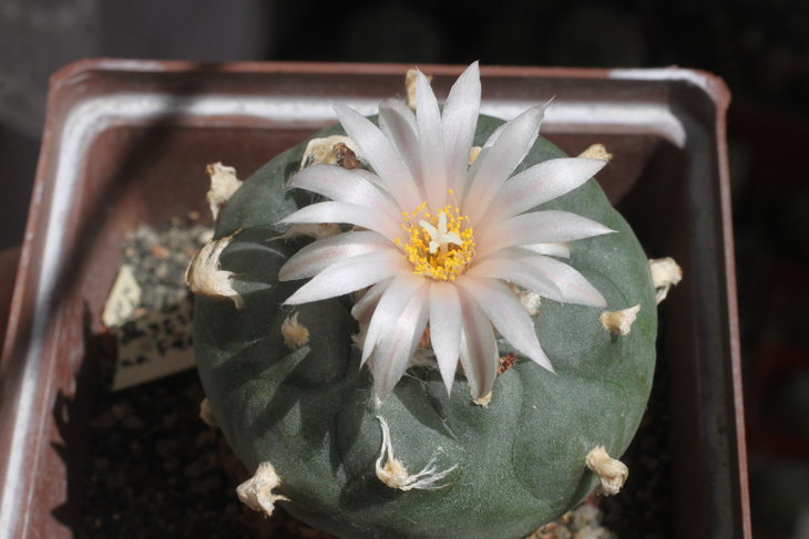 Lophophora koehresii, San Francisco, SLP (самая южная точка произрастания кёреси)