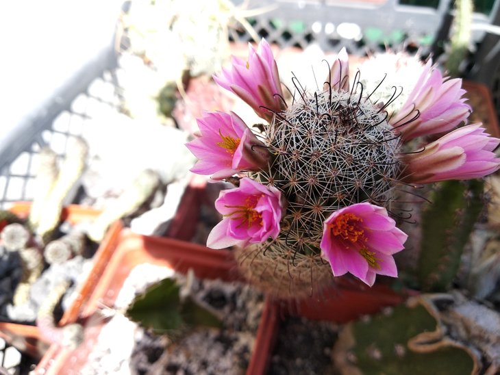 Mammillaria grahamii v .olivae