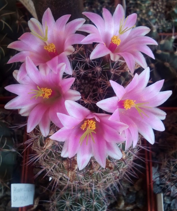 Mammillaria swinglei