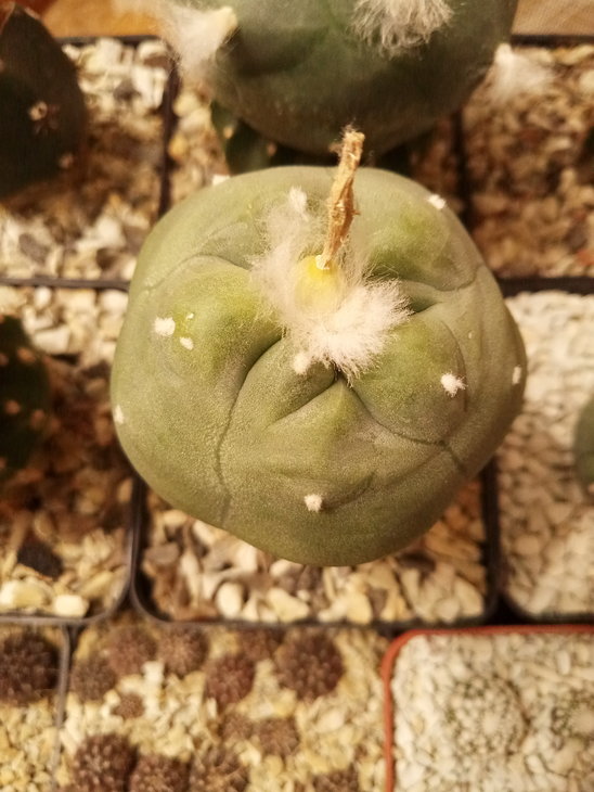 Lophophora diffusa, RS507, кm 89 road Nr. 120, QRO.