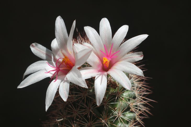 Mammillaria fraileana