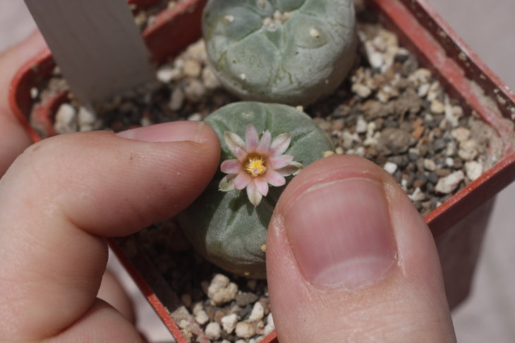 Lophophora fricii, La Pe, горшок 6х6 см