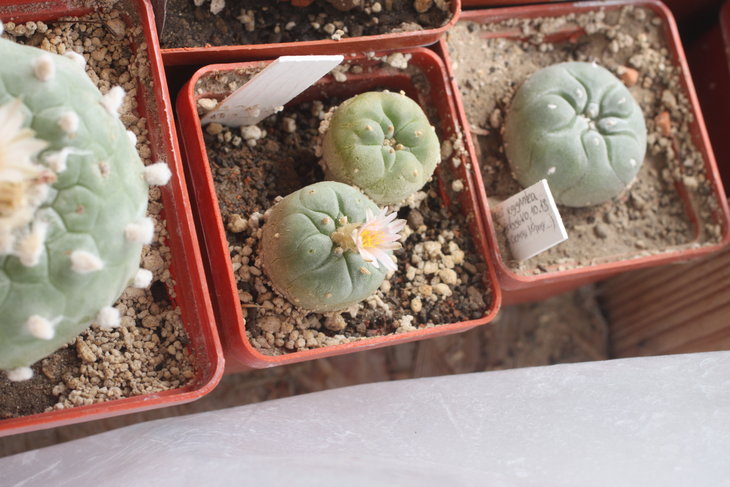 Lophophora fricii, La Pe, горшок 6х6 см