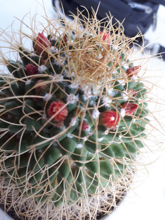 Mammillaria decipiens ssp. albescens .jpg
