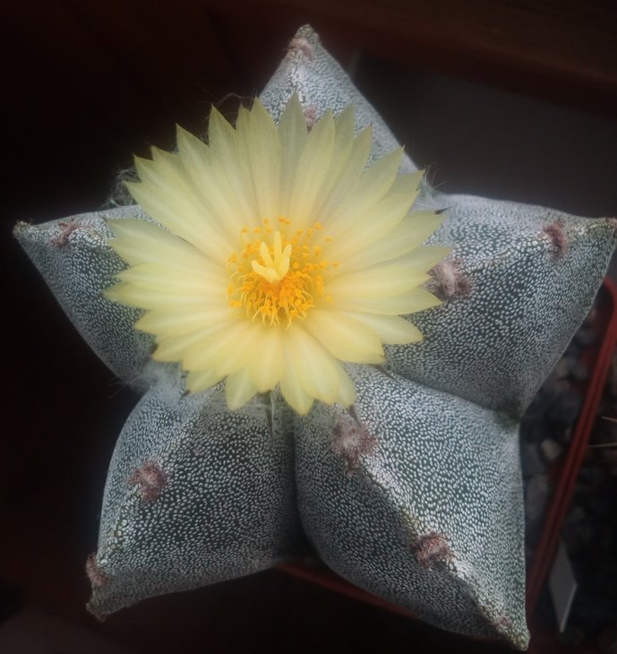 astrophytum myriostigma