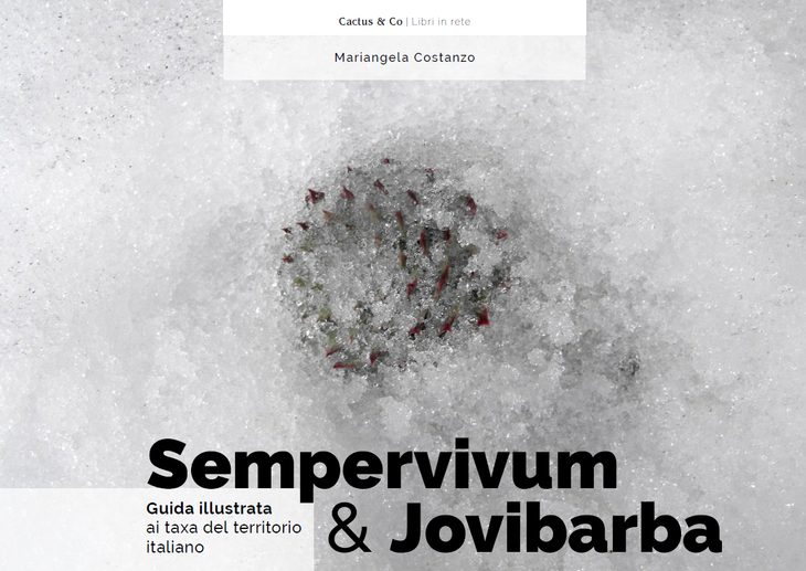 Sempervivum&Jovibarba.png