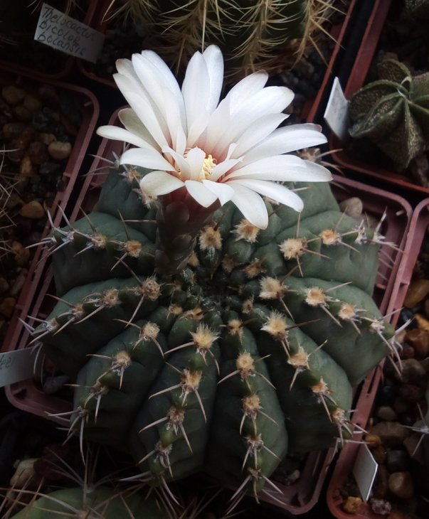 Gymnocalycium vatteri