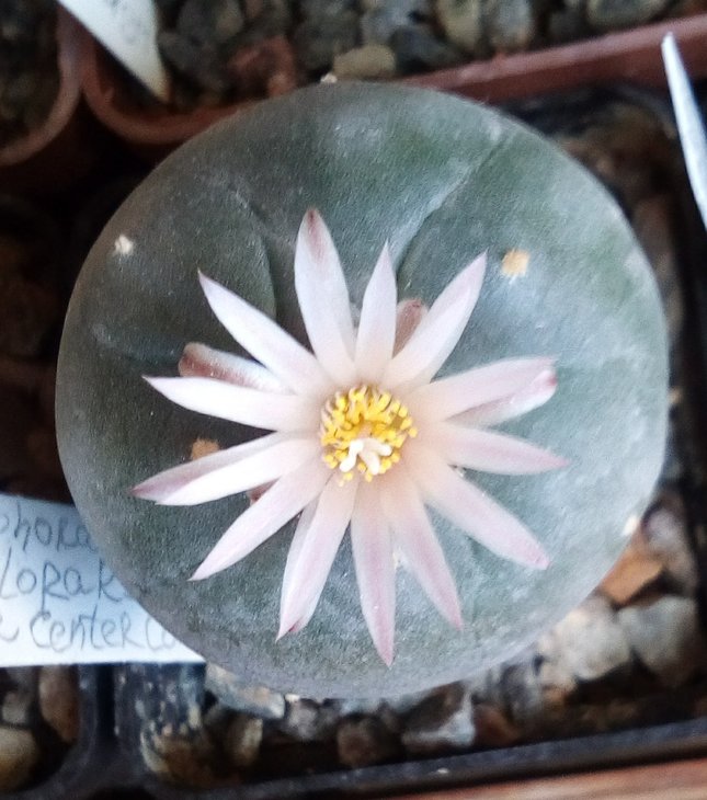 Lophophora frichi albiflora RS404