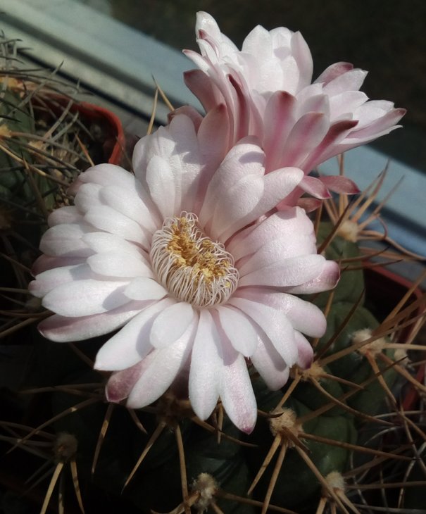 Gymnocalycium eriupleurum