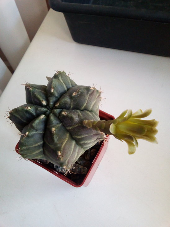 Gymnocalycium mihanovichii