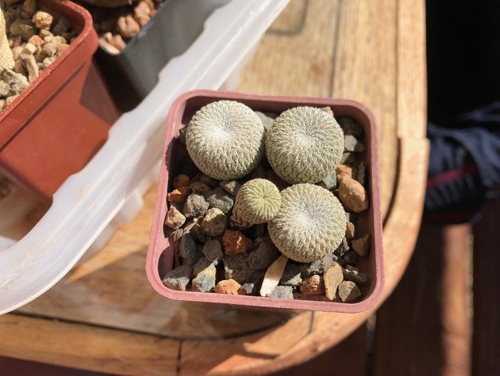 Та же Pelecyphora вид сверху.