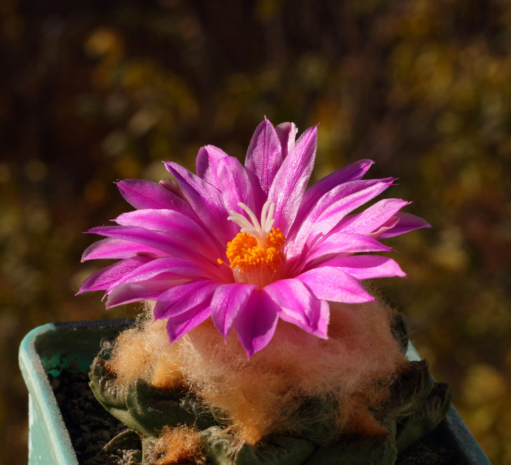 Ariocarpus fissuratus