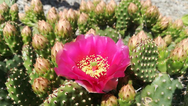 2018 05 21 Opuntia fragilis cv Freiberg 2-min.jpg