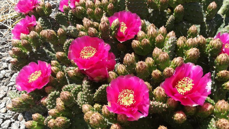 2018 05 22 Opuntia fragilis cv Freiberg 4-min.jpg
