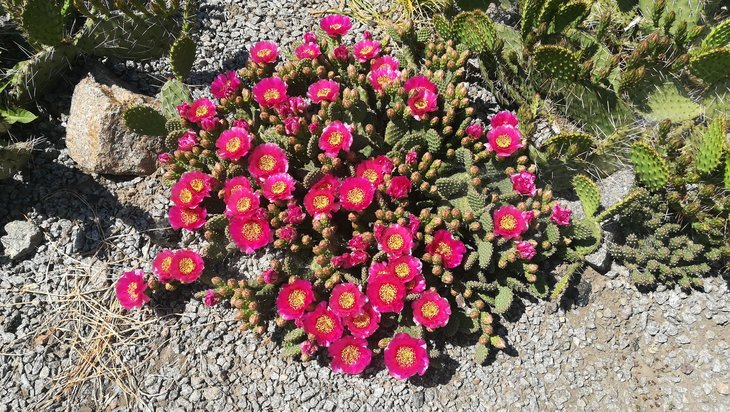 2018 05 24 Opuntia fragilis cv Freiberg-min.jpg